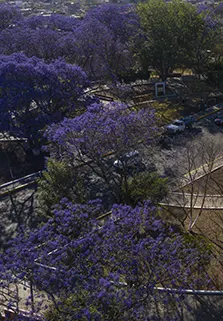 Jacarandas Jacarandas